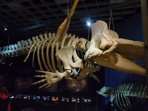 whale bones
