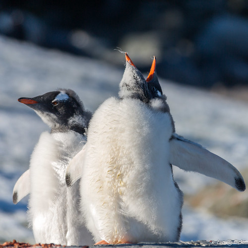 Gentoo Penguins @ Petermann Island, Antarctica by X_Tan