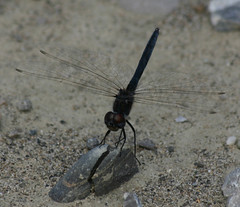 Black Pennant Dragonfly Montenegro by davidearlgray