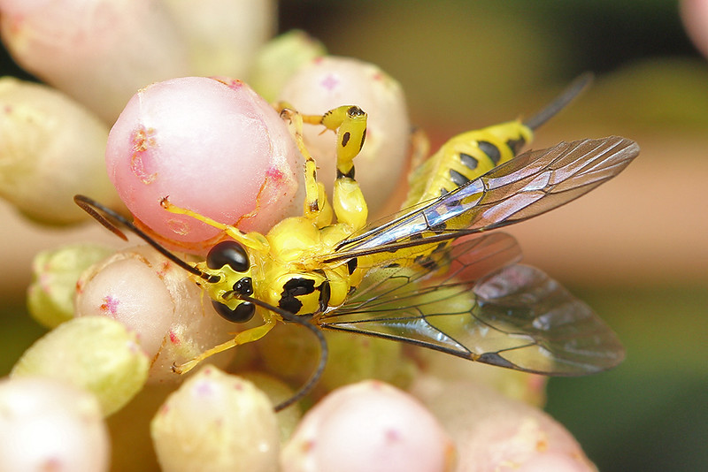Yellow Ichneumon Wasp, Xanthopimpla sp