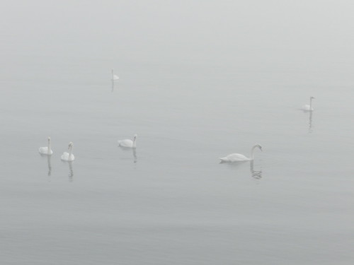 Foggy morning in Bray harbour (August 2012)