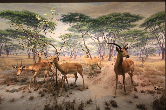 Guggenheim, MET, Museo de Historia Natural y Despedida de la City - NUEVA YORK UN VIAJE DE ENSUEÑO: 8 DIAS EN LA GRAN MANZANA (138)