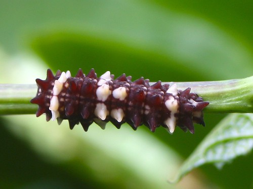 Caterpillar of Clearwing Swallowtail 9389