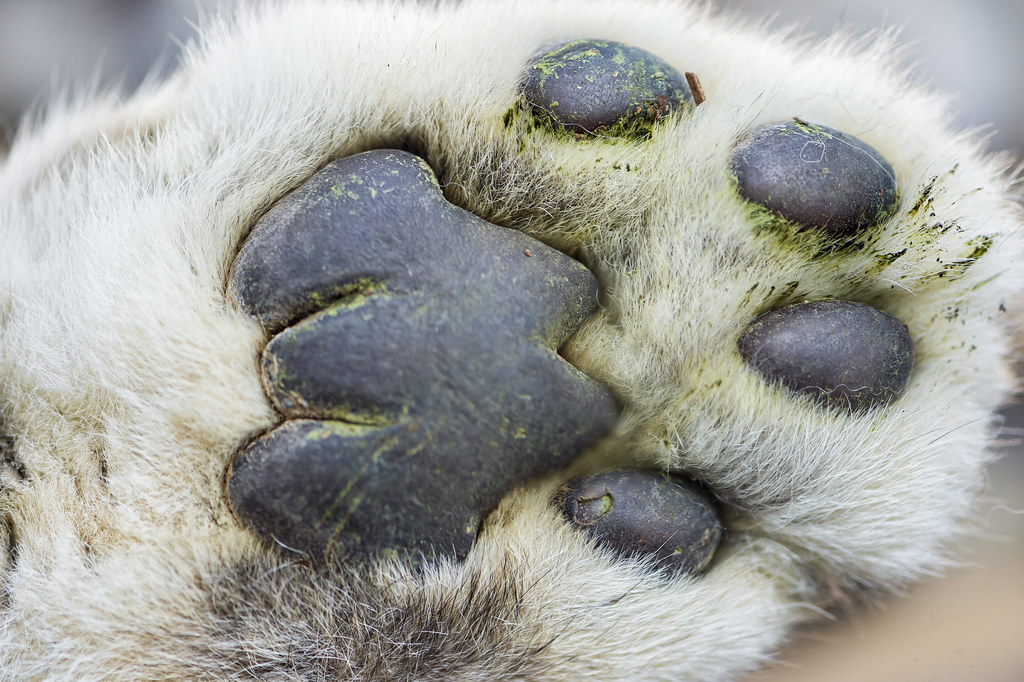 The paw of a snow leopard