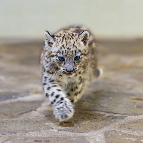 The cute Thalia walking II by Tambako the Jaguar