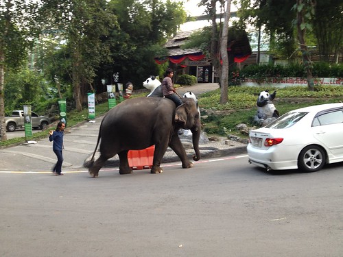 You can drive around or even ride an elephant