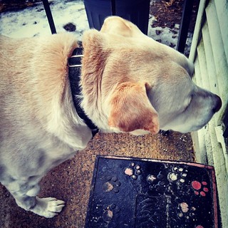 Zeus wants IN...its a muddy mess out there! #dogstagram #ilovemydogs #bigdog #winter #instadog