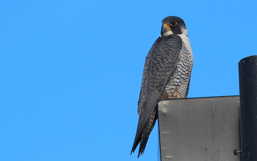 The co-operative peregrine. by ricmcarthur