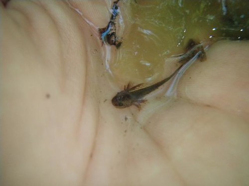 Image of spotted salamander larvae