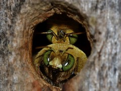 Male carpenter bees