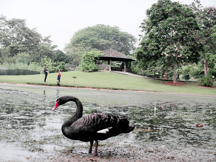 black swan at botanic gardens