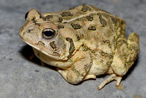 Toad 2013-06-20b