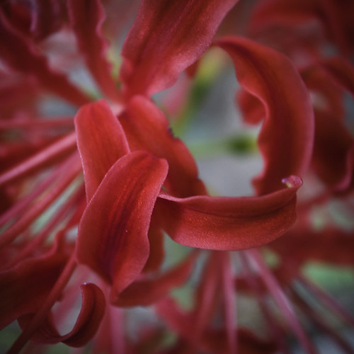 Temple Red Spider Lily 01, Lycoris radiata_