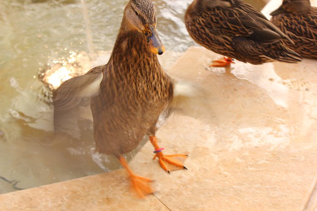 Peabody Orlando ducks
