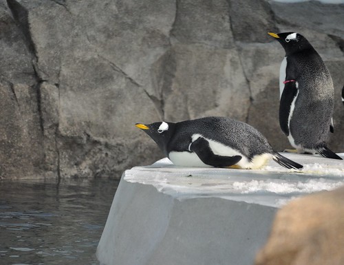 Penguins Kansas City Zoo