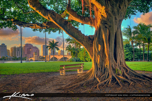 Palm-Beach-Island-Banyan-Tree-at-Park by Captain Kimo