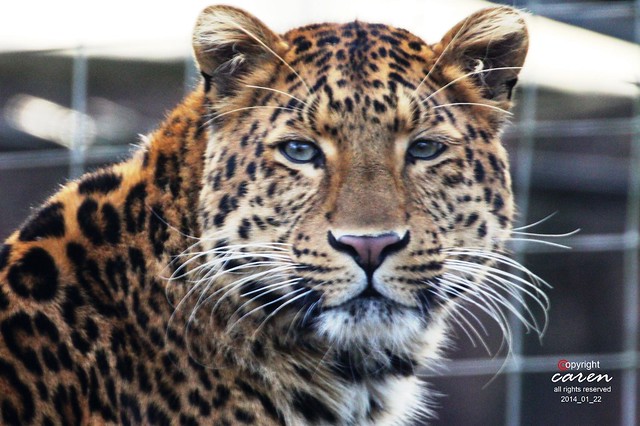 Chinesischer Leopard Julius 2014_01_22 261