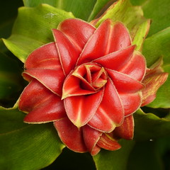 Costaceae of Ecuador