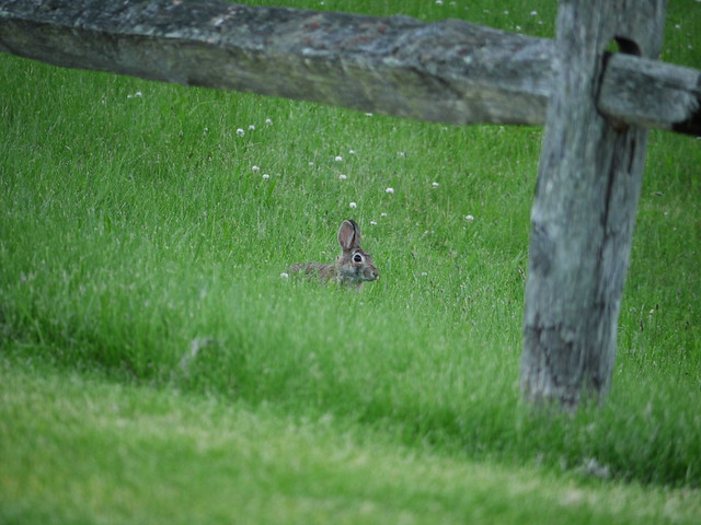 little wild rabbit in the grass by the fence