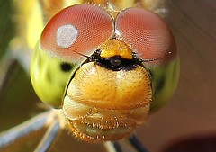 British Dragonflies & Damselflies