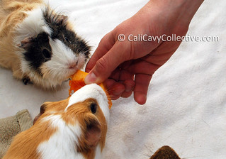 Guinea pigs Peaches and Poof try pumpkin