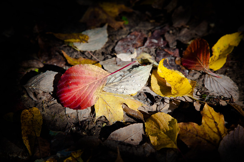 Fall Leaves [EOS 5DMK2 | EF 24-105L@105mm | 1/60s | f/4.0 | ISO200]