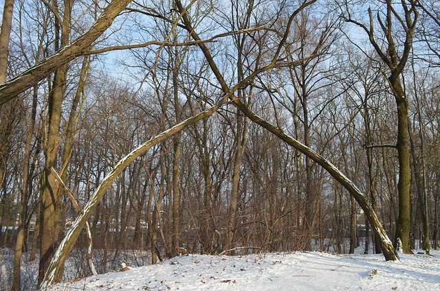 Snow day in Pankow Volkspark Schönholzer Heide crossed trees