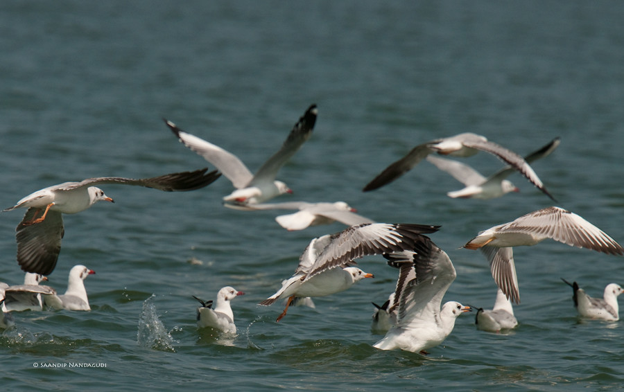 Brown-Headed-Gulls