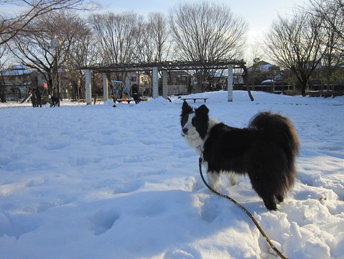 雪の公園を散歩　2014年2月9日16:05 by Poran111