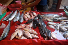 IMG_5858: In the Fish Market