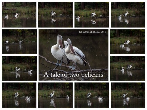A Tale of Two Pelicans