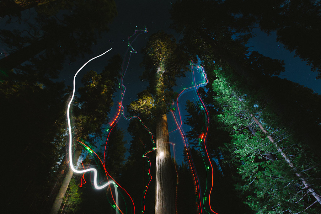Drone Light Painting Giant Sequoias