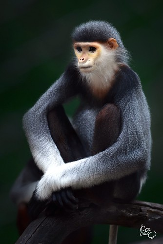 Meditating Monkey! by Ahmed-Dashti