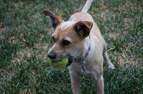 Dog With Ball