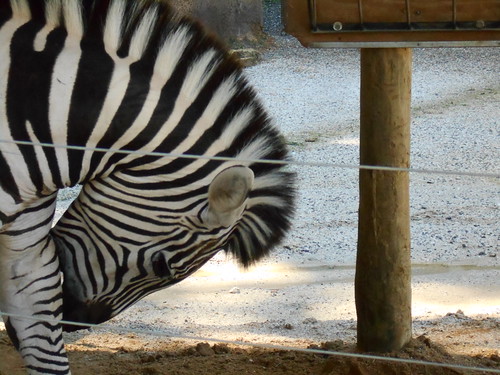 zebra (1)