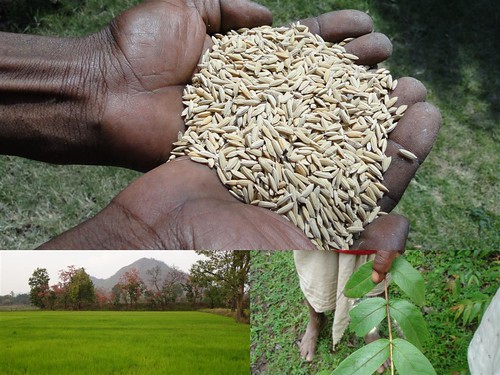 Medicinal Rice Formulations for Diabetes Complications and Heart Diseases (TH Group-60) from Pankaj Oudhia’s Medicinal Plant Database by Pankaj Oudhia