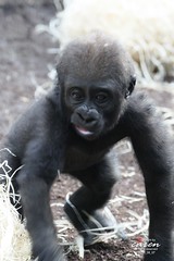 Ein Gorillakind wird selbständig