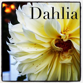 Garden Alphabet: Dahlia