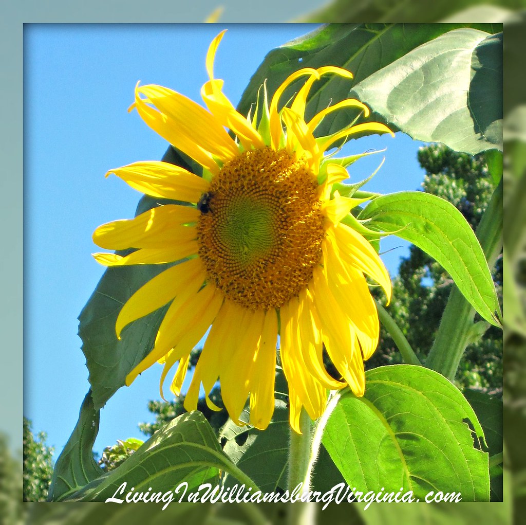 Sunflower with Bee