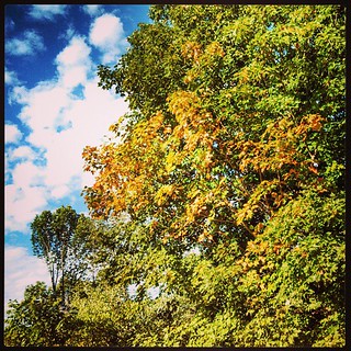 Why yes, #fall does come to my #yard first, of course! #love #trees #clouds #sky #leaves