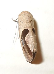Nolid moth (Westermannia sp.)