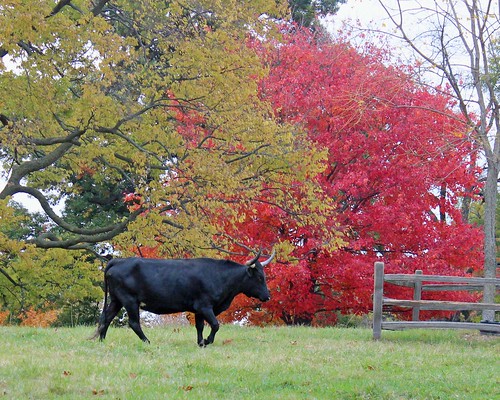 Grants Farm - Black cow