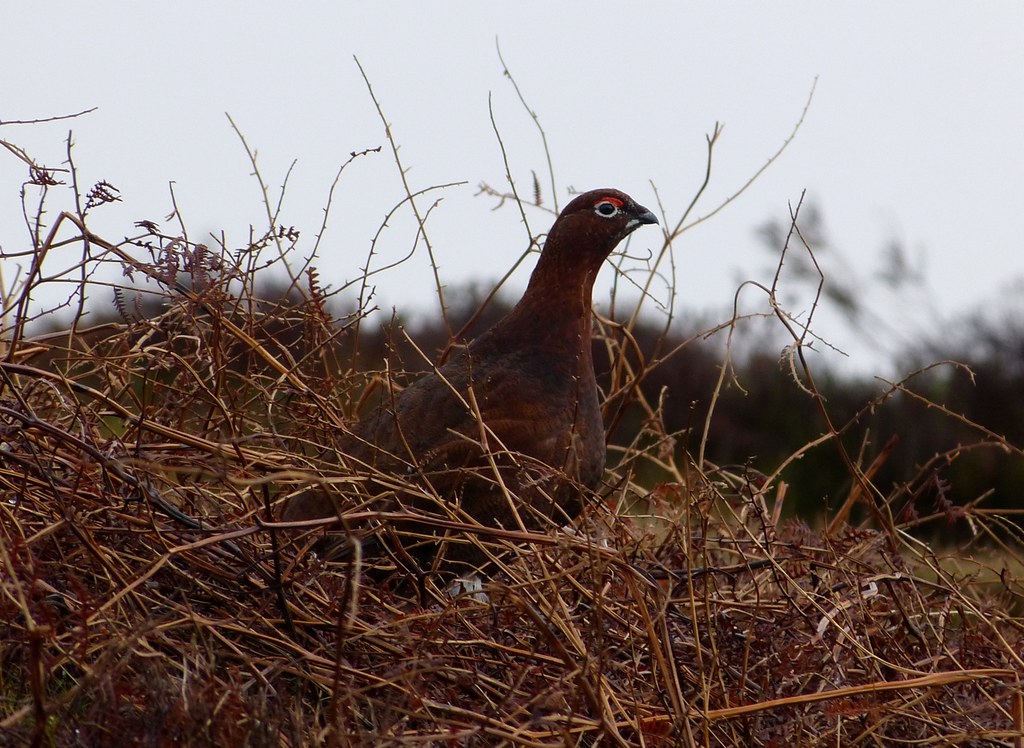 P1060626 - Red Grouse, Ilkley Moor
