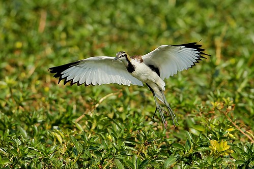 鳥松溼地的水雉，高雄鳥會提供。