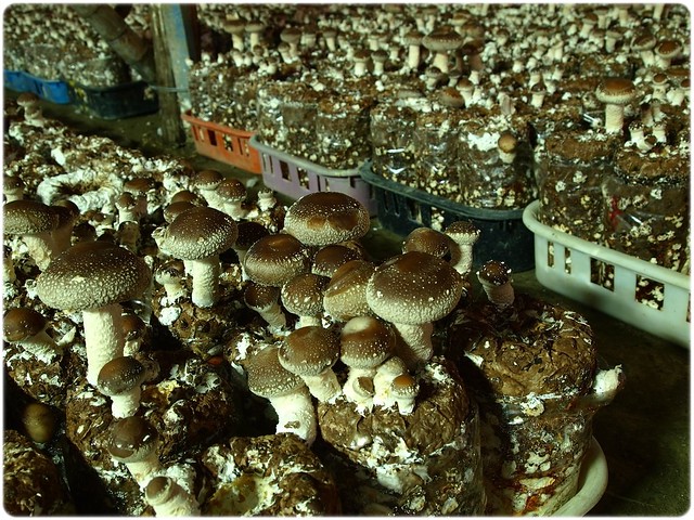 菇菇的家-九族民宿