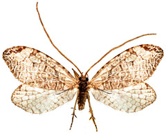 Non-Ditrysian Lepidoptera (excl. Hepialoidea)