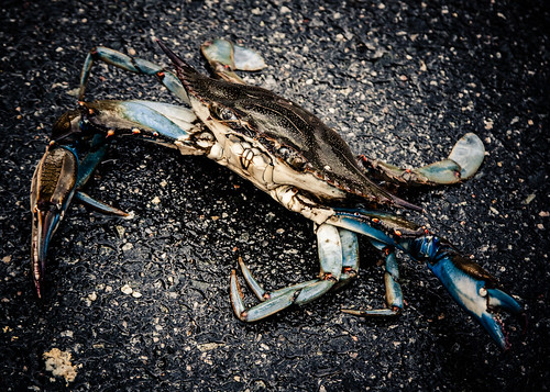 Blue Crab by kenfagerdotcom