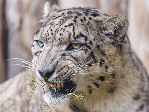 Snarling snow leopard by Tambako the Jaguar