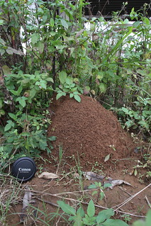 火蟻的高聳蟻巢。攝影：Brun Thonic