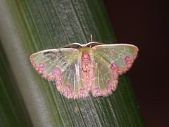 Geometrid Moths - Family Geometridae